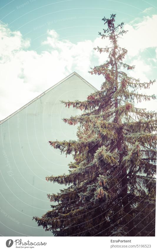 /`I Tree Fir tree Cone House (Residential Structure) pediment Sky Clouds sunny Bright Facade Architecture Fir cone Wall (building)