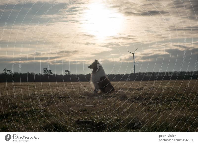 Collie sitting 1 Dog Animal portrait Sit Deserted Exterior shot Colour photo Herding dog Pet Meadow Grass Landscape Nature Back-light Pinwheel