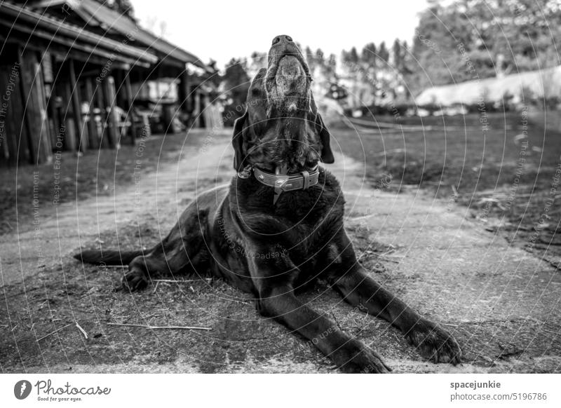 PAUL Dog Puppydog eyes Dog's snout Dog's head yowl Wauwau Rural rural surrounding Farm Lie reclining Lanes & trails off watch Courtyard Neckband Labrador