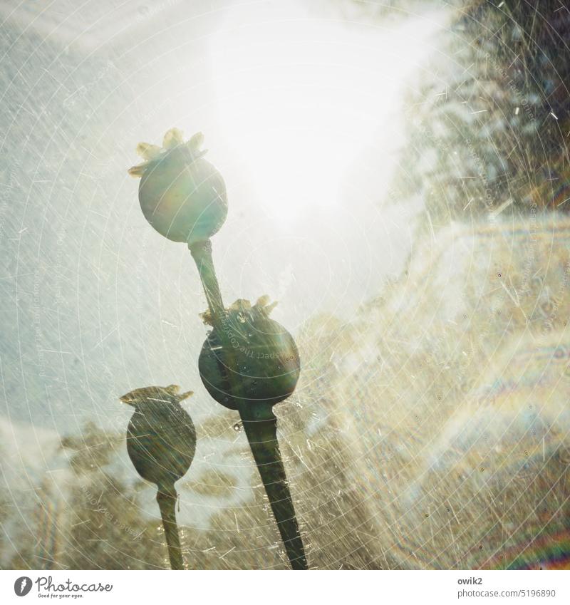 Poppy pods in the rain Rain Shower Wet Sun Damp Sky naturally Water Sunlight Nature Plant Growth Bushes Macro (Extreme close-up) Exterior shot Blossom Garden