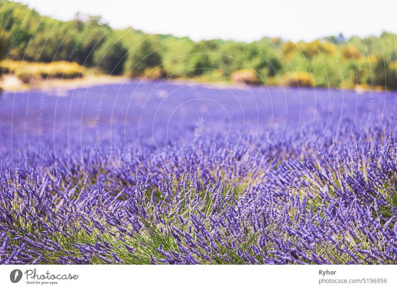 Blooming Bright Purple Lavender Flowers In Provence, France. Summer Season france famous travel Cote de Azur agriculture aroma background blooming blossom