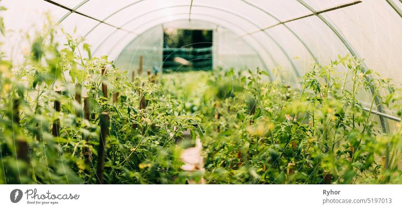 Bush Of Tomatoes Vegetables Growing In Raised Beds In Vegetable Garden Or Hothouse Or Greenhouse agriculture background boke bokeh bush cultivate cultivated