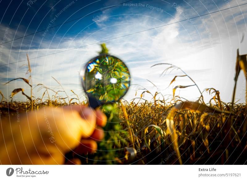 Looking on plant of industrial hemp, sativa, using loupe Bud Bush Cannabidiol Cannabis Cbd Corn Cornfield Crop Curiosity Curious Discovery Drug Exploration Farm