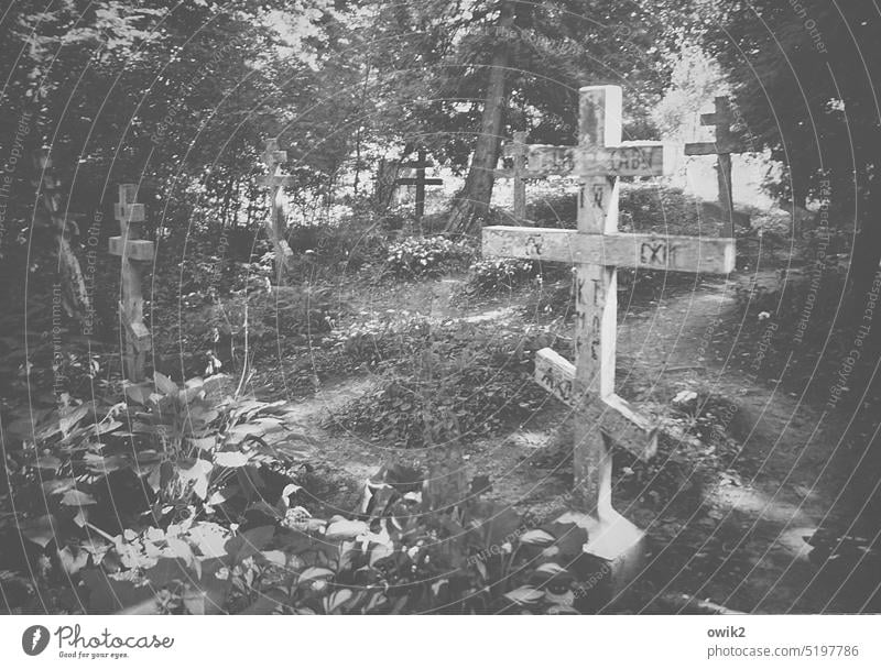 Wojnowo Cemetery Grave Exterior shot Christian cross Transience Eternity Death Grief Sadness Humble Hope Sign Plant Tree Landscape Grass Calm