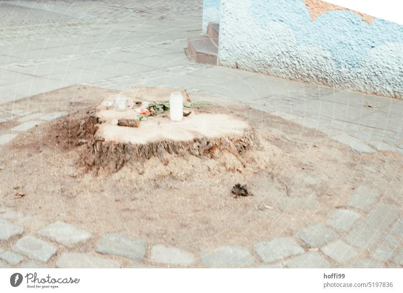 Memorial candle on a tree stump shortly after it was cut down in the city Tree stump Cut down commemoration Tree felling Environmental damage Logging