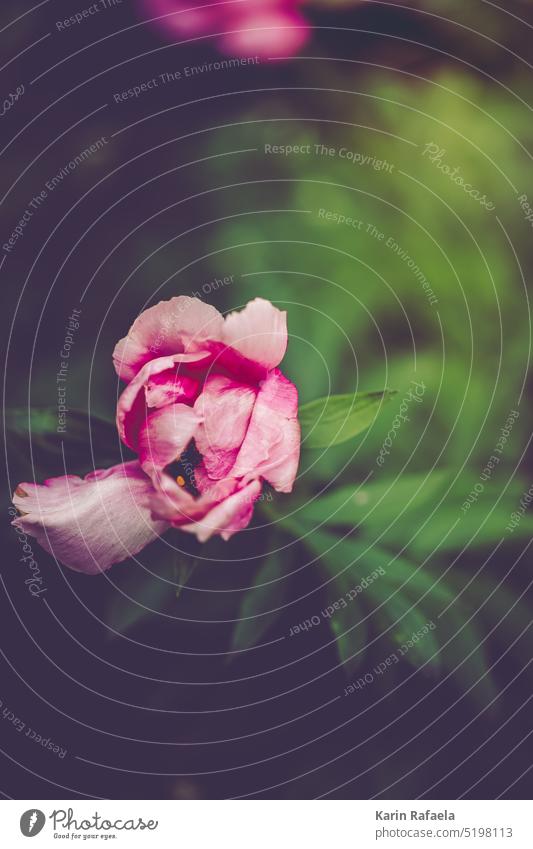 Pink flower Flower Blossom Plant Nature Close-up Colour photo Green Macro (Extreme close-up) Summer pretty Blossoming Blossom leave Deserted naturally Delicate