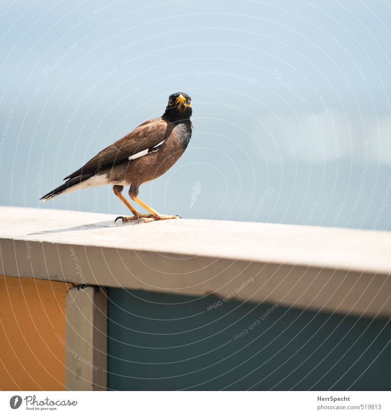 What are you looking at? Animal Wild animal Bird 1 Curiosity Looking into the camera Watchfulness Skeptical Handrail Colour photo Exterior shot Close-up Detail