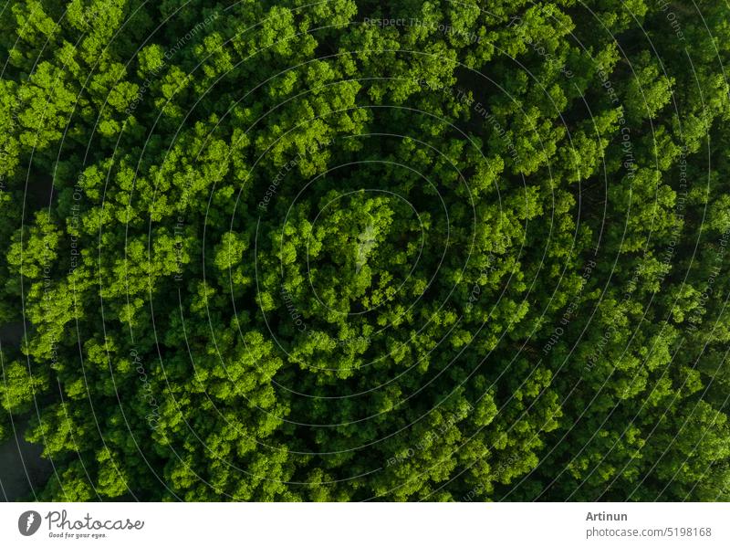 Aerial top view of mangrove forest. Drone view of dense green mangrove trees captures CO2. Green trees background for carbon neutrality and net zero emissions concept. Sustainable green environment.