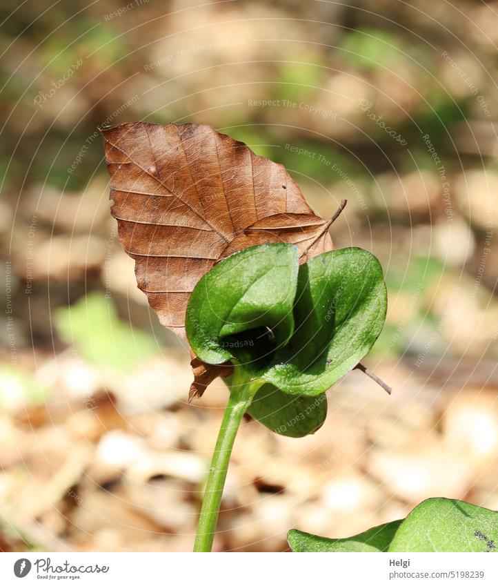 new life - beech seedling on forest floor, a dried beech leaf stuck between young leaves Leaf Beech leaf Plant Seedling Plantlet Woodground Shriveled Spring