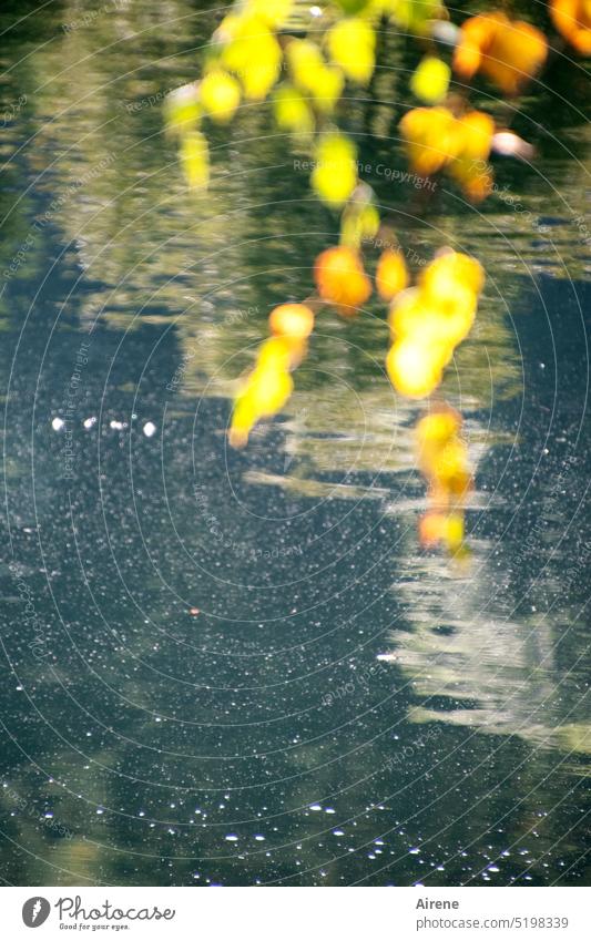 Gold jewelry Lake Birch tree Leaf Illuminate Tree Yellow Water sunny Beautiful weather Twig Early fall Blue Glittering Sunlight deciduous trees Peaceful Idyll