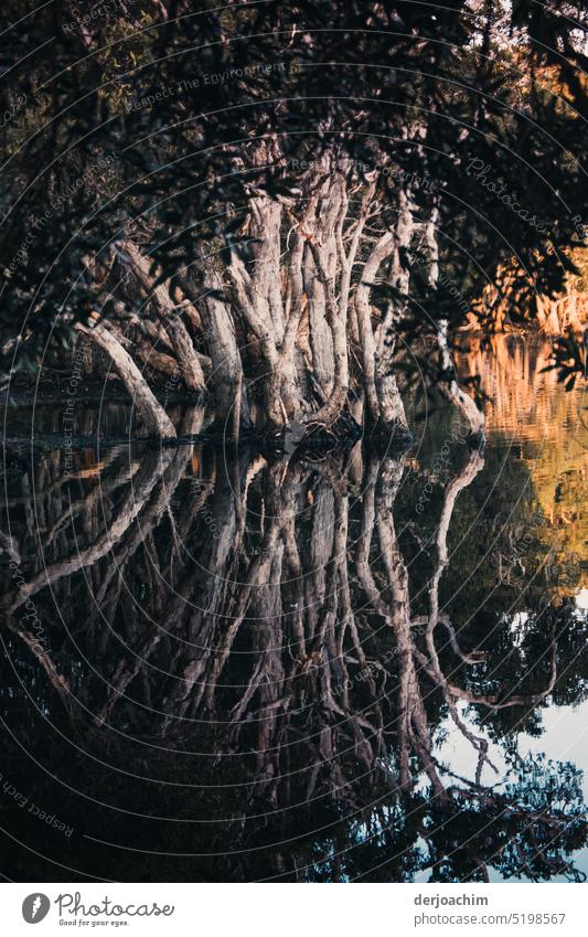 An enchanting reflection of a tree. Reflection in the water Water Deserted Colour photo Water reflection Peaceful Lake Nature Calm Exterior shot Idyll