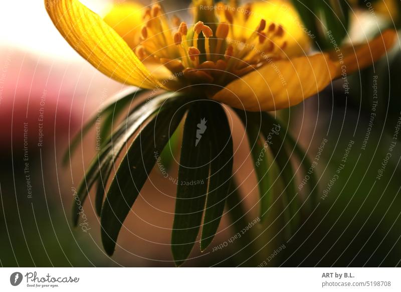 below as beautiful as above Flower Blossom Yellow open dream Nature macro Dark Shadow Light magic