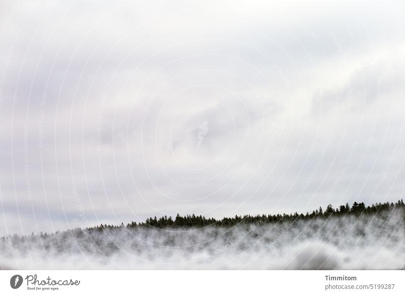 Winter sky and black forest trees Snow Cold Sky Clouds Black Forest spruces Nature Landscape Deserted Winter mood