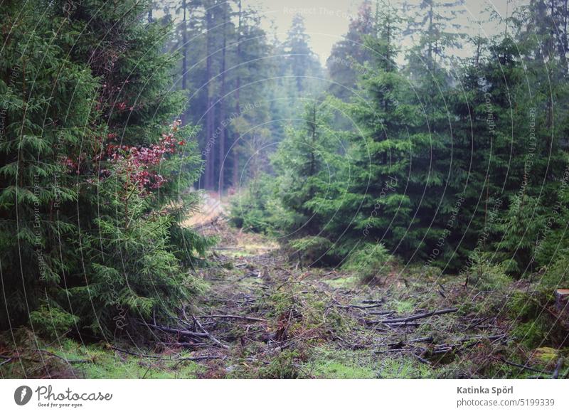 The Franconian forest on a rainy December day. Forest wood left over Upper Franconia Bavaria Fir tree Spruce Spruce forest Coniferous forest fir tree fir forest