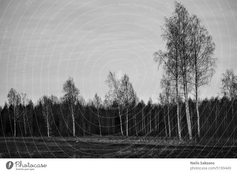 birch forest, black and white, monochrome, winter season, without snow, leafless trees background beautiful cold environment frost ice landscape light natural