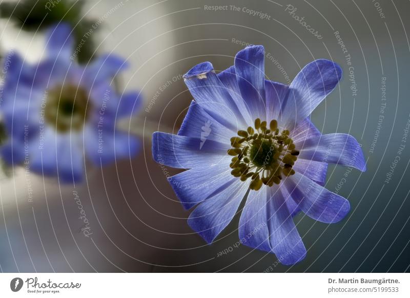 Anemone blanda, ray anemone, flowers radiation anemone blossoms Balkan anemone Blue Geophyte shrub enduring venomously Close-up Crowfoot plants ranunculaceae