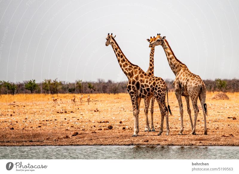 \|\ observantly Tourism Trip Animal portrait Wilderness Wild animal Fantastic Love of animals Animal protection Giraffe Exceptional Safari Environment