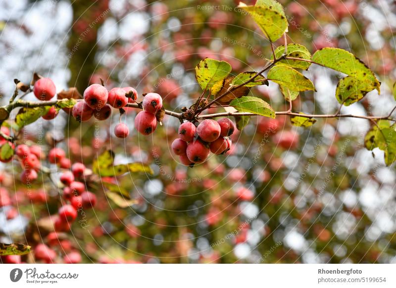 Cherry apple- small decorative red apples (Malus baccata) cherry apple Apple mini Small berry apple malus baccata fruit ornamental fruit Fruit fruits Garden