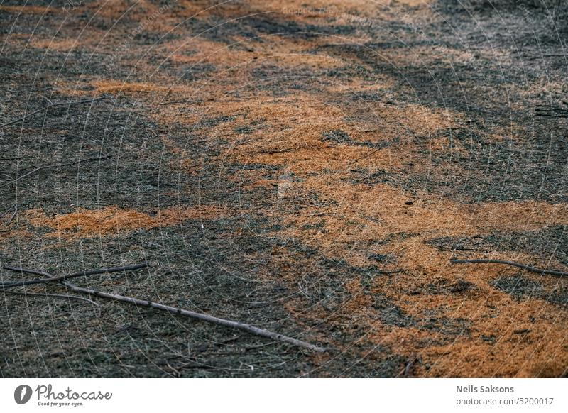 sawdust on ground, autumn meadow abstract backdrop background brown close-up industry material natural nature old orange outdoor pattern plant rough saw dust