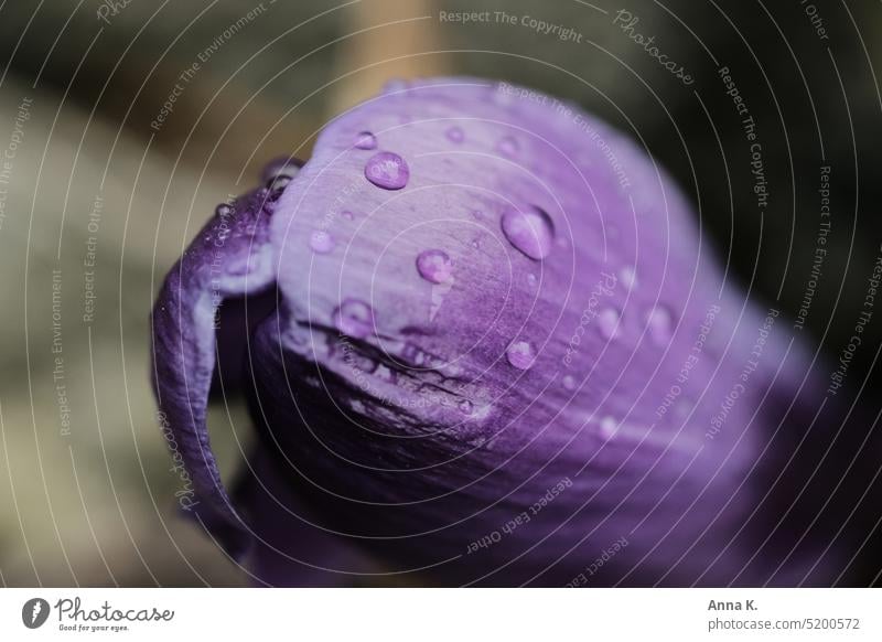 Purple crocus flower covered with water drops crocus blossom purple Violet Blossom Flower Blossoming Close-up Shallow depth of field Drops of water Covered