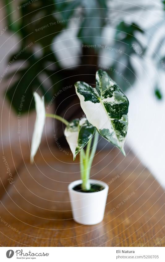 Alocasia Frydek Variegata Micholitziana arrow leaf houseplant alocasia Plant arrowhead Leaf variegata Houseplant Green White variegated Plantlet arum