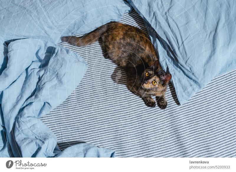 Top view of mixed breed kitten on blue linen sheets feline fluffy cat cute bed adorable pets staring blanket color whisker muzzle eyes rest purr grey furry