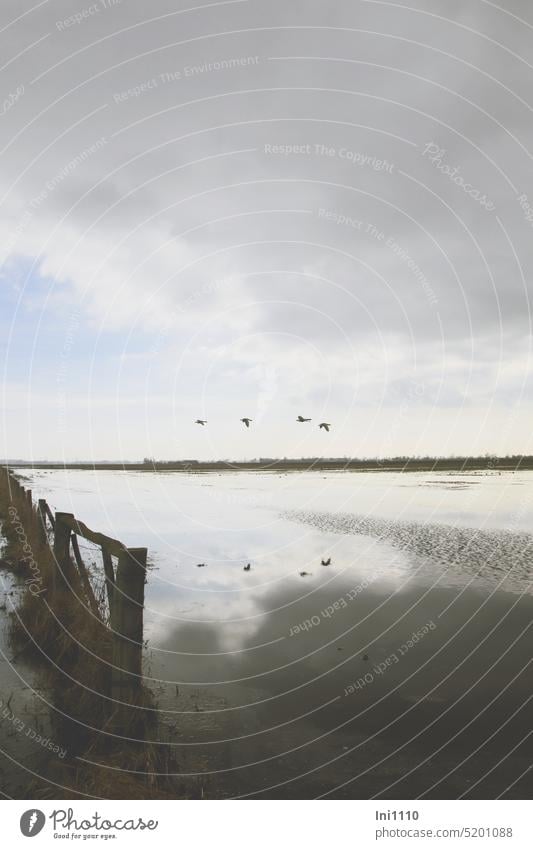 flooded moor meadows at Dümmer spring Deluge surface of the water wide Impressive Horizon gloomy sky grey sky Rain Wild Birds geese four Floating reflection