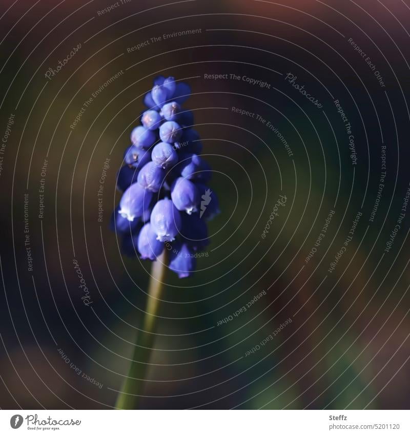 Grape hyacinth in spring light Muscari Flower blossom Spring flower Spring flowering plant April April flower heyday herald of spring shady Dark