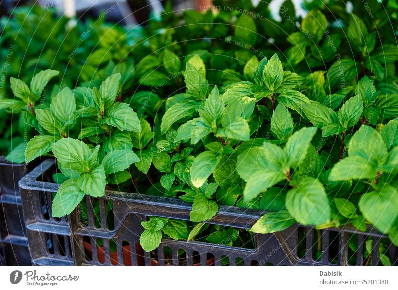 Green seedlings in pot for sale at farmer market. fresh green farming organic food spring gardening leaf shopping springtime vegetable herb marketplace plants