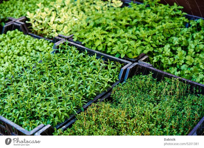 Green seedlings in pot for sale at farmer market. fresh green farming organic food spring gardening leaf shopping springtime vegetable herb marketplace plants