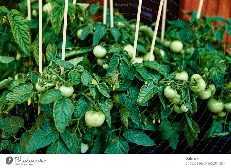 Green tomato in pots for sale at farmer market seedling fresh green farming organic food spring gardening leaf shopping springtime vegetable herb marketplace