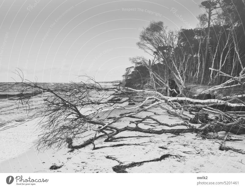 steeplechase Western Beach Darss Wind cripple Wild plant Clouds Weather Black & white photo Dramatic Destruction Risk Stress Movement Baltic Sea Branch Tree