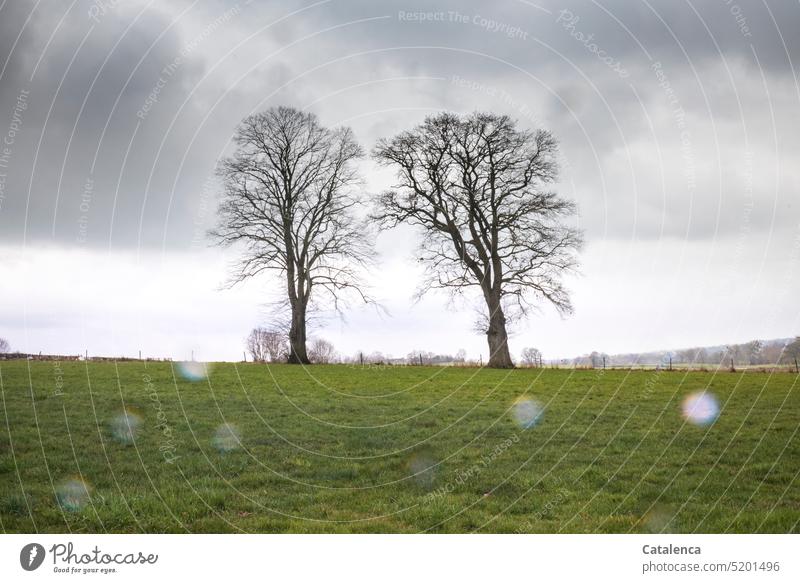 Two bare trees in a meadow in winter rainy weather Nature Freeze Environment Exterior shot Weather Winter's day Tree Cold Season Grass Meadow Rain Wet Green