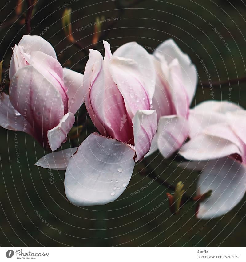 Magnolia flowers after the rain magnolia Tulip magnolia magnolia in bloom Easter April April weather spring flowers spring blossoms Spring rain spring weather