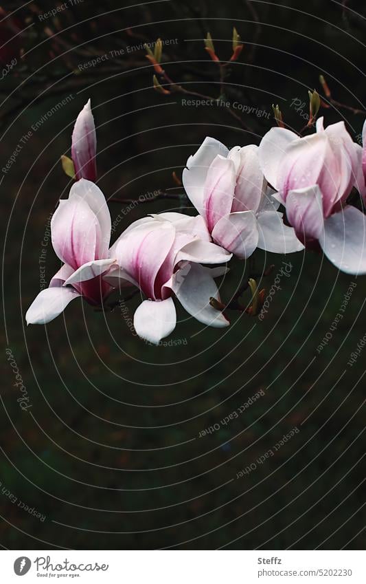 Magnolia flowers in spring rain magnolia magnolia in bloom Easter Spring rain magnolia branch blossoms spring blossoms spring flowers Rain rainy Spring Branches