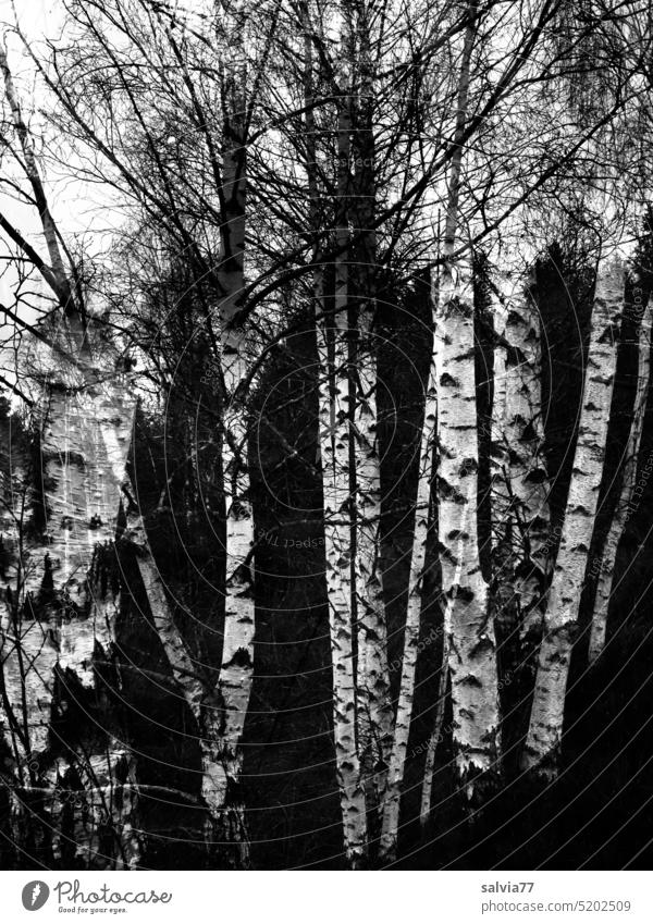 birch forest birches Birch bark birch trunks Birch tree Bog Birch wood trees Nature Tree Black & white photo Contrast Tree trunk Landscape Deserted White