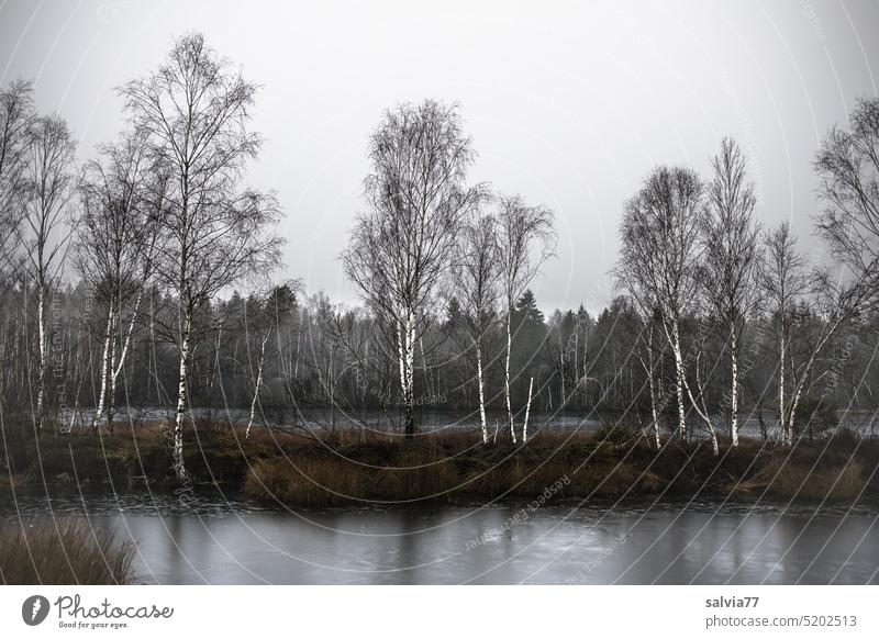 Bog pond with small island where birch trees grow Birch tree Landscape Birch wood Nature Autumn Plant Deserted Marsh Tree Moor birch Forest Water Body of water