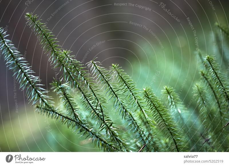 In the lycopod forest Clubmoss Lycopodium annotinum Forest Lycopodium Nature Green Plant medicinal plant Leaf Close-up Growth Wild plant sprouting club moss