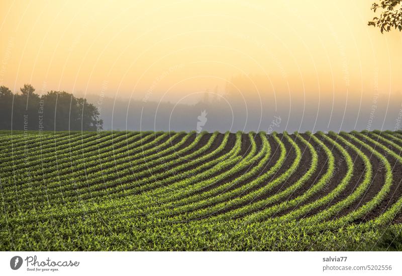 Corn rows, line pattern in corn field, morning mood Landscape Field acre Maize field Agricultural landscape Agriculture Growth Agricultural crop Plant Green