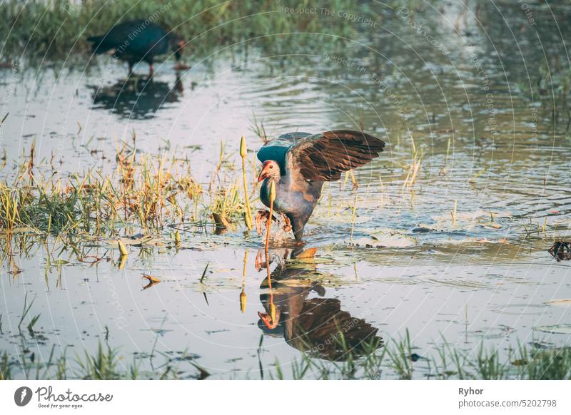 Goa, India. Two Grey-headed Swamphen Birds In Morning Looking For Food In Swamp. Porphyrio Poliocephalus animal asia beautiful bird bog east fauna feeding food