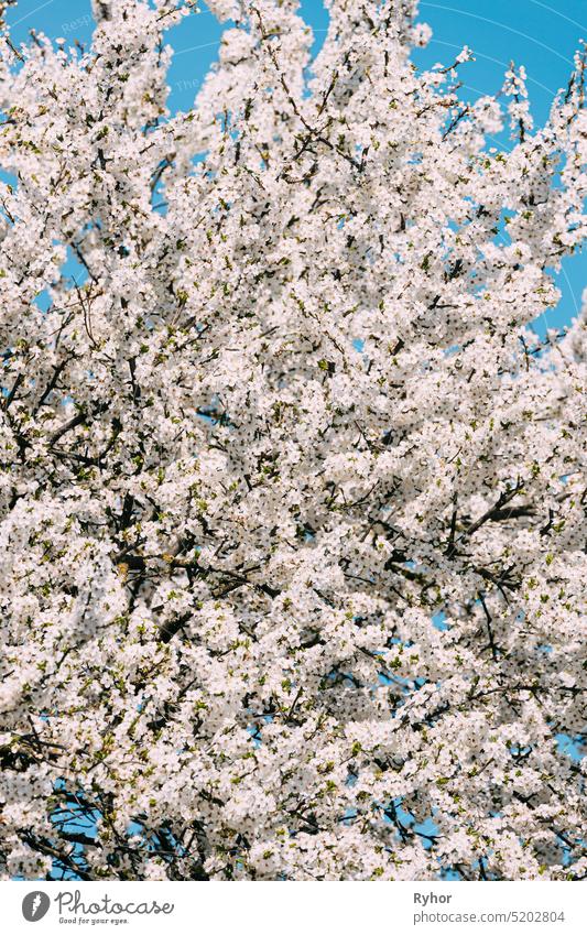 White Young Spring Flowers Of Prunus subg. Cerasus Growing In Branch Of Tree. vegetable garden spring springtime blossom tree cherry flower bloom agriculture