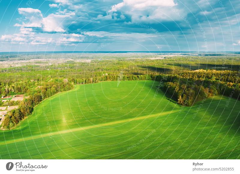 Countryside Rural Green Field Landscape With Young Wheat Sprouts And Forest In Spring Summer Cloudy Day. Agricultural Field. Young Wheat Shoots. Aerial View