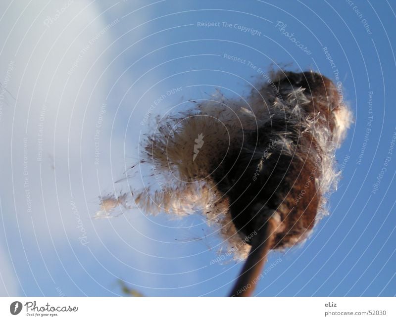 windswept Clouds Juncus Plant Sky Graffiti Wind Seed Aviation Typhaceae