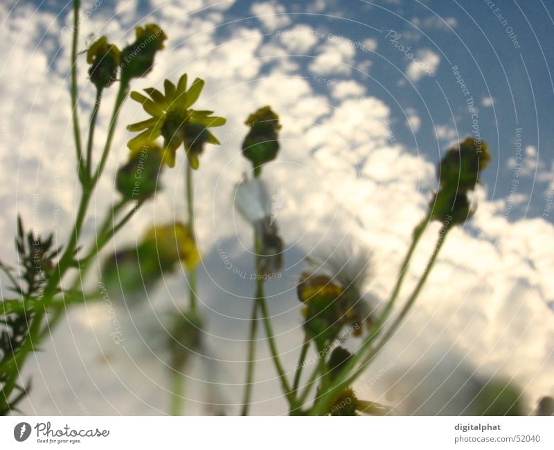 Ants view Flower Sky Close-up Marguerite Bonn Bird Meadow Lake Relaxation Drum close Blue grass Swimming & Bathing chill Double bass