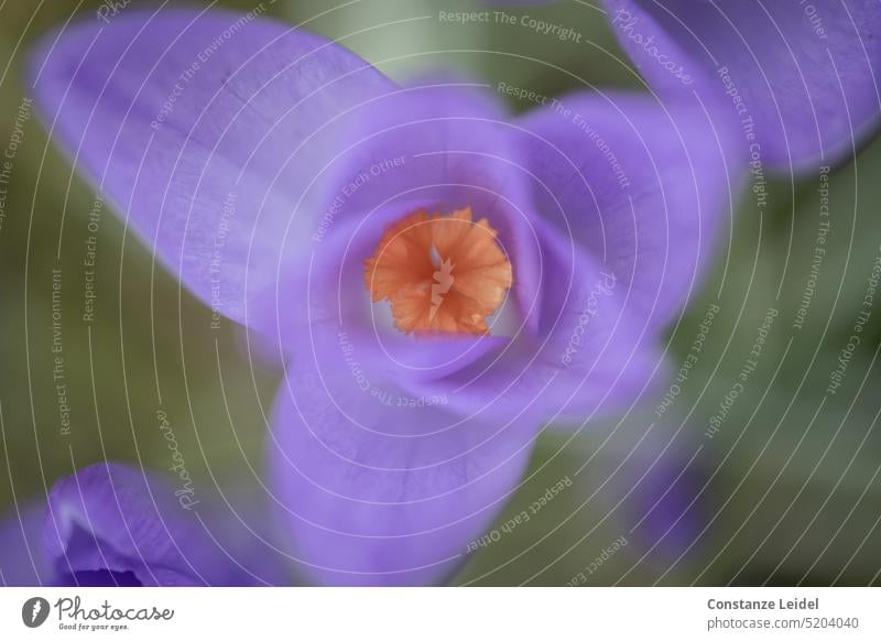 View of a purple crocus directly from above. Spring Flower Crocus Exterior shot Close-up Violet Garden Blossom Plant Pistil fuzzy hazy Spring fever