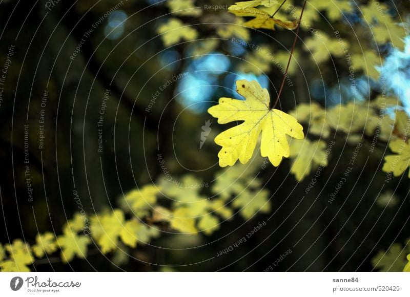 autumn evening Plant Autumn Tree Leaf Forest Park Esthetic Yellow Nature Calm Colour photo Exterior shot Copy Space left Evening Shallow depth of field