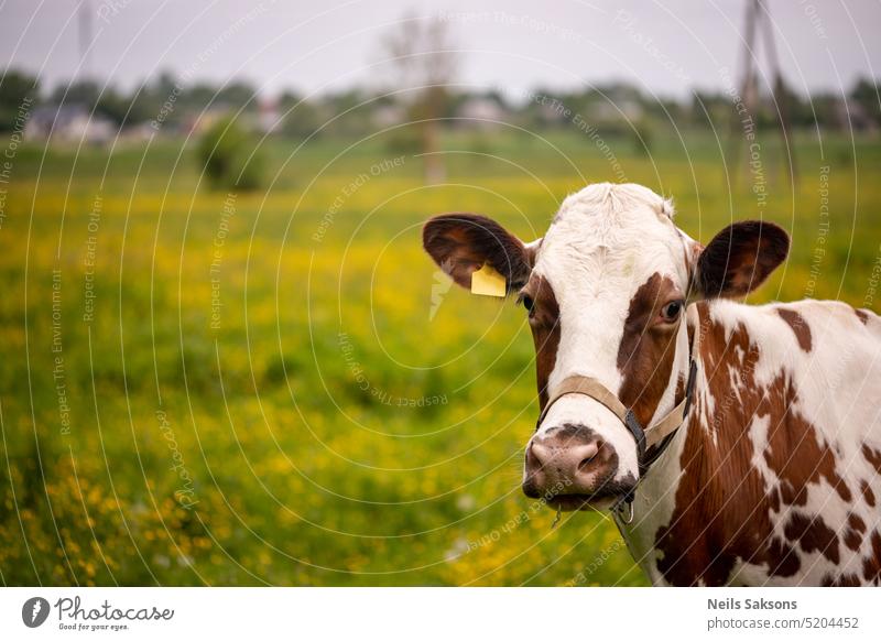 Cow grazing in the meadow. Selective focus on the cow portrait agriculture animal background beef bovine breeding calf cattle countryside dairy face farm