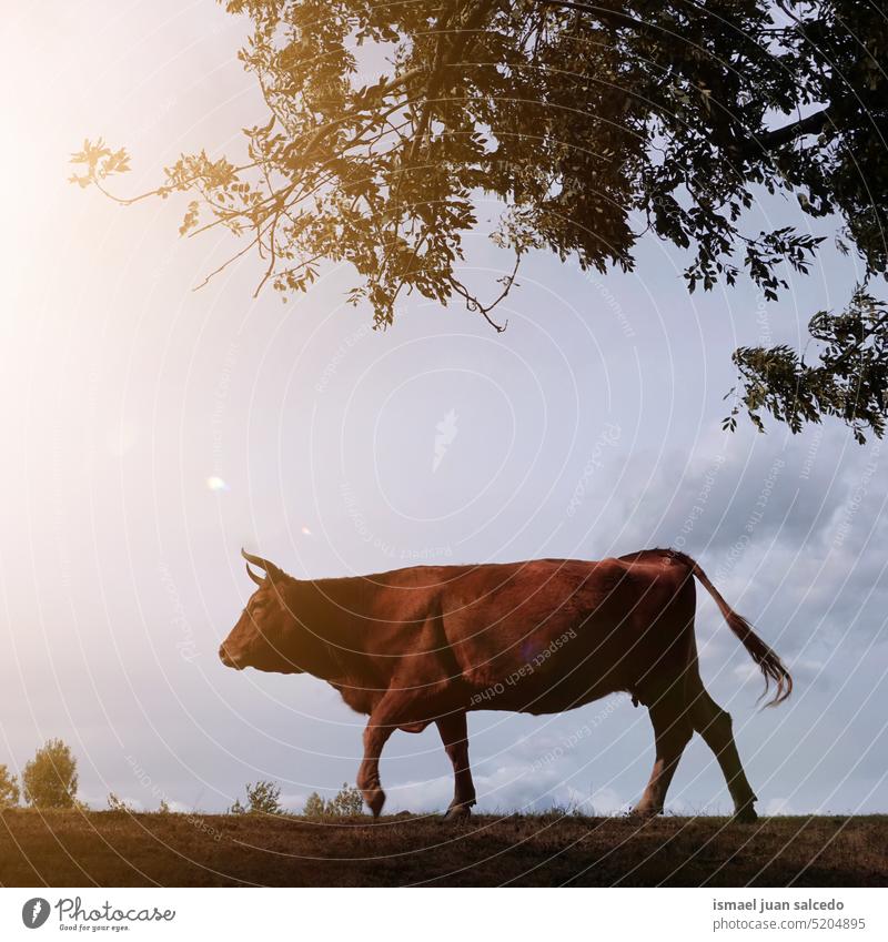 cow  grazing in the countryside brown brown cow horns portrait animal pasture wild head wildlife nature cute beauty wild life rural meadow farm rural scene