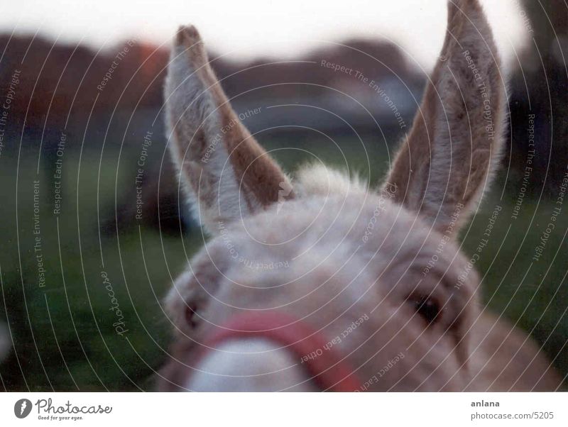 donkey Animal Ear Donkey