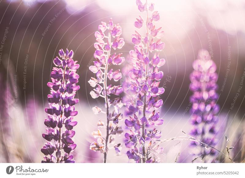 Wild Flowers Lupine In Summer Meadow At Sunset Sunrise. Lupinus, Commonly Known As Lupin Or Lupine, Is A Genus Of Flowering Plants In Legume Family, Fabaceae